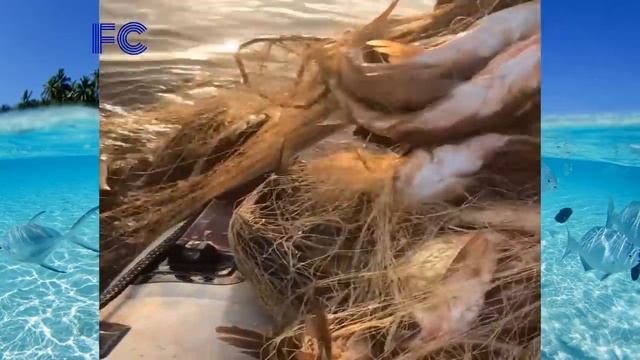 Most Satisfying Cast Net Fishing Video Catch Tons Of Fish - Traditional Net Catch Fishing On River