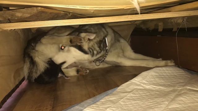 Роды хаски смотреть онлайн