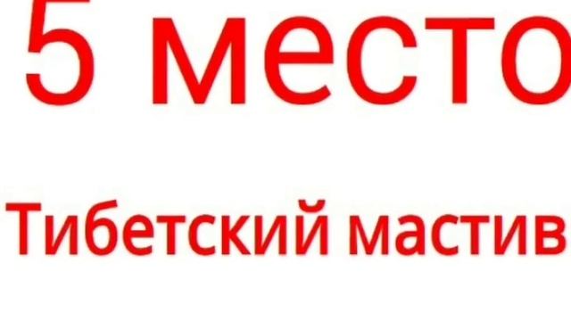Топ 10 самых сильных собак в мири смотреть онлайн