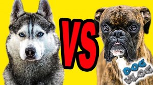 DOGVLOG: ХАСКИ ПРОТИВ БОКСЁРА (Хаски Бандит) АНИМАЦИЯ