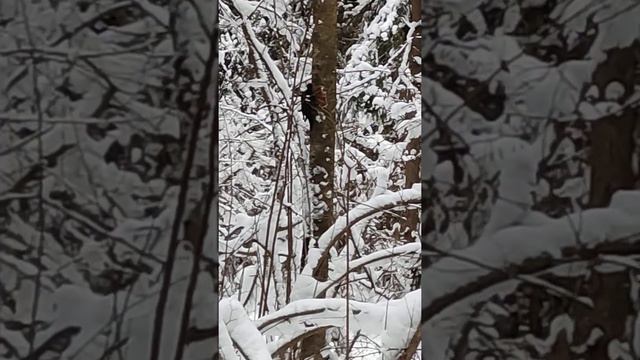 Дятел в лесу🌲🌲🌲долбит 🌳дерево смотреть онлайн