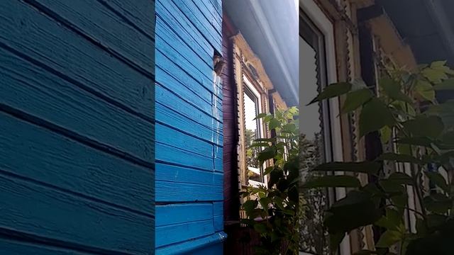 Скворцы. птенцы скворца смотреть онлайн