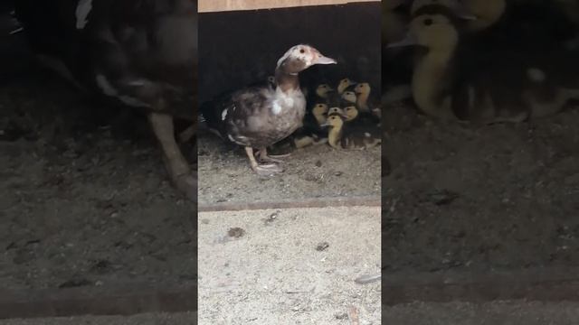 Мускусные утята. Когда выводить?