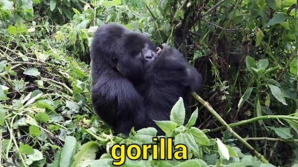 20 Wild Animals - Animal Sounds for Kids to Learn