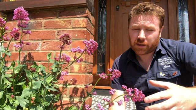 How to Attract Butterflies and Moths to your Garden - Red Valerian - Episode 12 смотреть онлайн