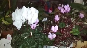 Цикламены персидский и европейский . Цветение.