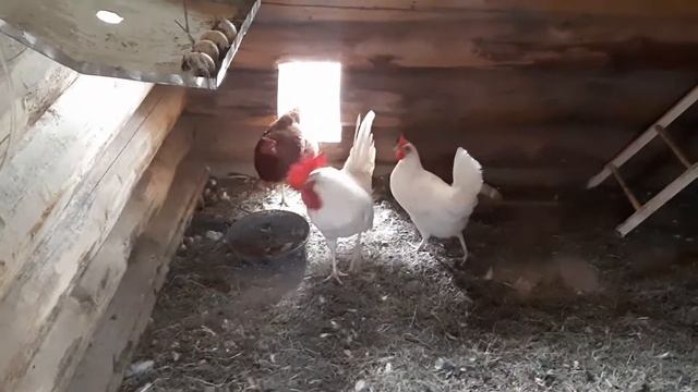 Курица кудахчет.Устроила скандал смотреть онлайн