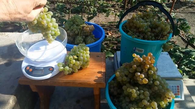 Сорт винограда Первенец Магарача смотреть онлайн