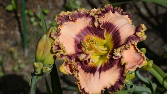 GAME FACE лилейник из Частная коллекция Кошелевых. смотреть онлайн