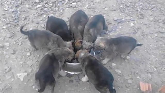 щенки едят а ты найди котэ за первые 30 сек смотреть онлайн