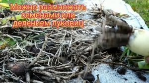 Уход и хранение луковиц гименокаллиса и туберозы (полиантес), готовим луковицы к зимовке