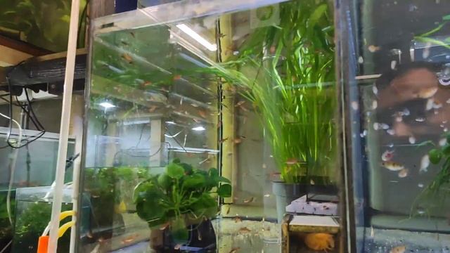 Разочарование со старым неонои и радость с красной тернецией. смотреть онлайн