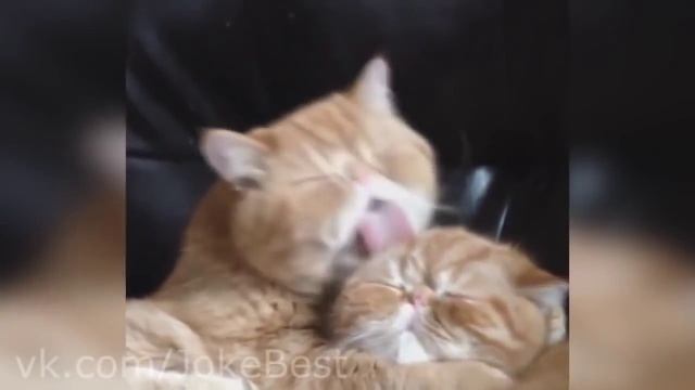 Копия видео Кот целует кошку= Любовь)) смотреть онлайн