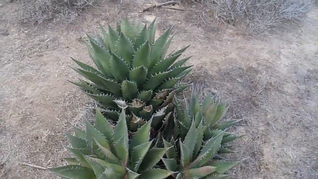 Spotlight on Plants: Shaw's Agave (Agave shawii var. shawii)- 8/23/22- Cabrillo National Monument смотреть онлайн