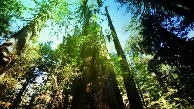 Дары Кедра |Продукция из кедра| Бани-бочки |Фитобочки |Сауны смотреть онлайн