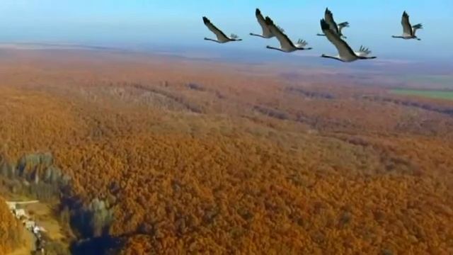 ДРУЗЬЯ УХОДЯТ смотреть онлайн