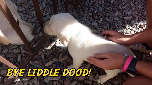 LABRADOR PUPPIES GO TO THEIR FUREVER HOMES! смотреть онлайн