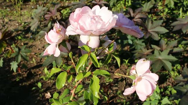 Strauchrose (Centenaire De Lourdes) Flower ✔