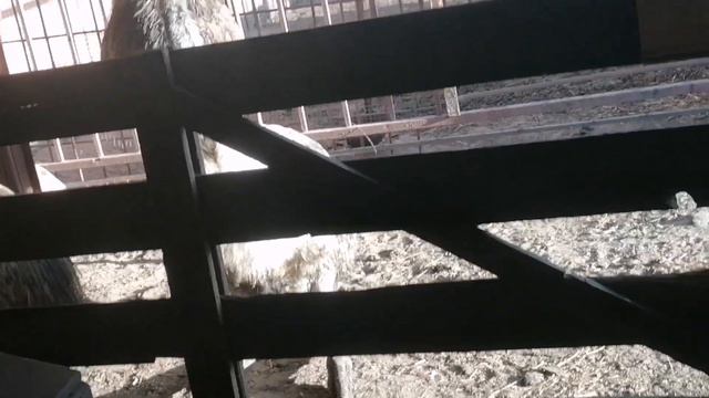 Гости рафтем😀. Мурго музикамон задан😮Гов чушира бинен😮😉 смотреть онлайн