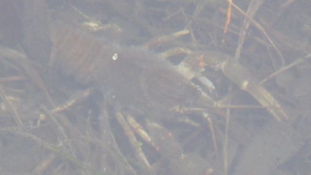 Неожиданный улов. Ловля на пикер ранней весной на реке. смотреть онлайн