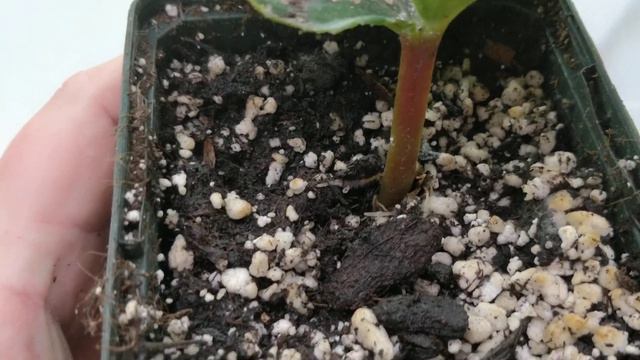 A catch up on what's in the greenhouse so far this Autumn смотреть онлайн