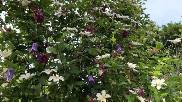 Clematis Huldine | Www.gardencrossings.com