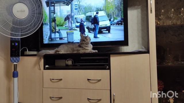 Чем занимается моя дочь😯 Цены на бензин 💰 Арбуз или дыня? 🍉 Кот боец 😃 смотреть онлайн