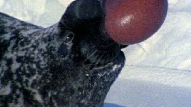 Hooded seal Facts Interesting Facts about Hooded seal Facts about Hooded seal смотреть онлайн