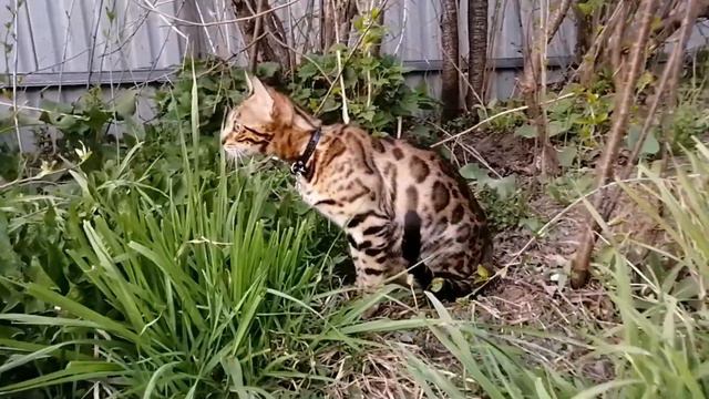 Бенгал в природе 🌱🌿