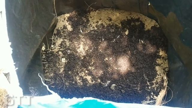 ஒட்டு மாஞ்செடி நடுவது எப்படி|How to plant Bonsai mango tree|mango tree planting|Gardening Tips Tami смотреть онлайн