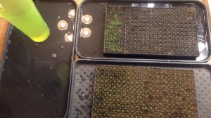 Полив и подкормка петунии через поддон