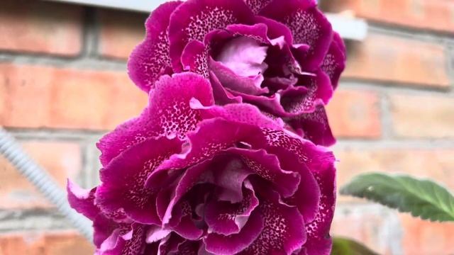 Глоксинии, цветение, выращивание смотреть онлайн