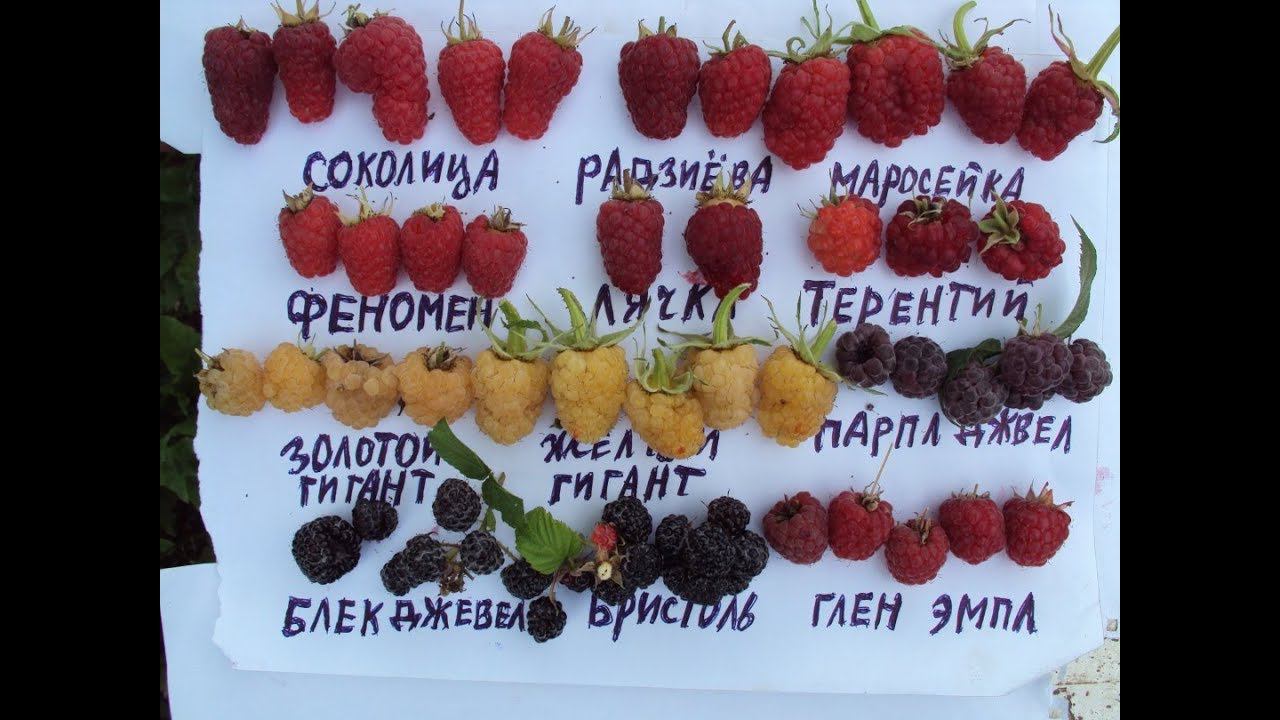 Малина, сорта летней и ремонтантной малины смотреть онлайн