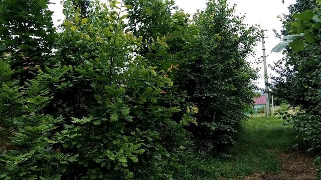 16 июля-Маков(маковый)день.Несчастливый день.Что принято делать.Народные приметы смотреть онлайн