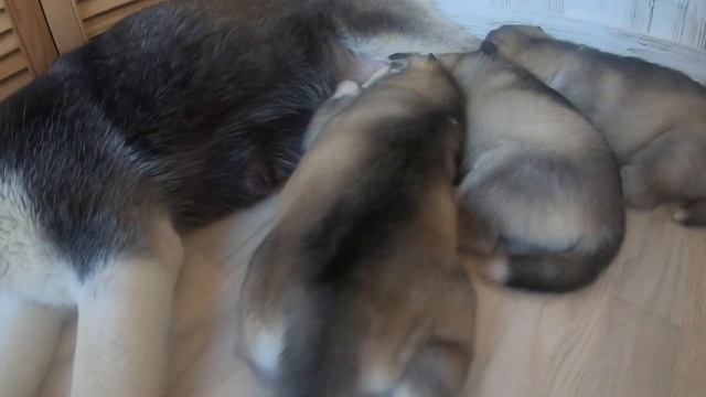 Щенки Хаски . 22 ой день. смотреть онлайн