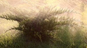 ЧТО САМОЕ ГЛАВНОЕ В УХОДЕ ЗА МОЖЖЕВЕЛЬНИКОМ. БЕЛАРУСЬ, ГОМЕЛЬСКАЯ ОБЛАСТЬ