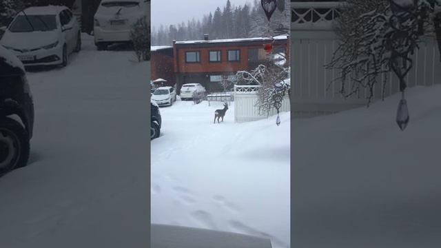 Домашний олень пошёл гулять по улице.