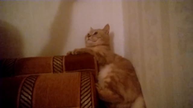 разозлили кота, Шер-Хан срывает злость на кресле смотреть онлайн