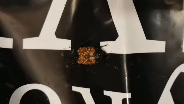 Жуки на жуке смотреть онлайн