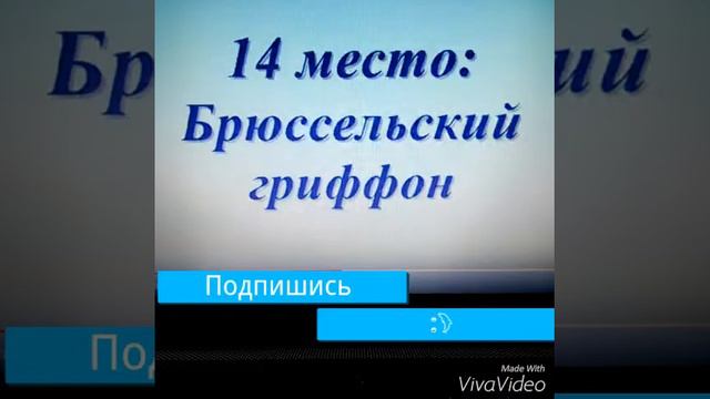 Породы маленьких собак. смотреть онлайн