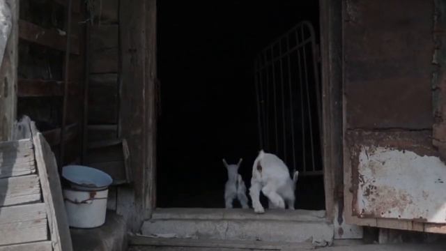 Дорогие друзья! Уже завтра, 14 июня, премьера новой песни "Яблоневый цвет" фолк-группа Лад смотреть онлайн