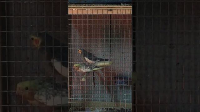 Первый опыт по разведению корелл. Кажется все идёт по плану. смотреть онлайн