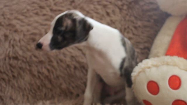 MVI 6384 смотреть онлайн