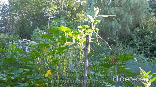 Культура электричества для растительного изобилия (по Филиппу Форреру) смотреть онлайн
