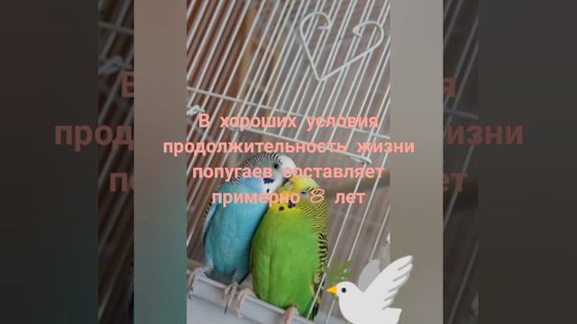 А вот и #волнистыйпопугай смотреть онлайн