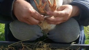 Сломана лапа у бройлера,что делать и как помочь