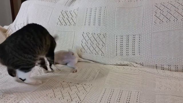 Щенок Чихуахуа, мальчик г/ш смотреть онлайн