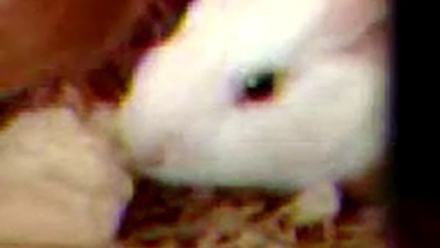 как выгледит детеныш морской свинки , два дня от роду !!! смотреть онлайн