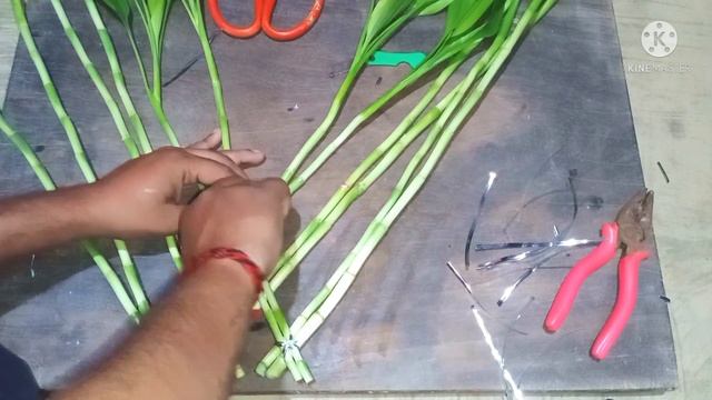 Amazing Design Of Lucky Bamboo Using 12 Stick. New Design Of Lucky Bamboo. Simple Lucky Bamboo Craf