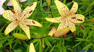 Лилии тигровые - желтые, бежевые, розовые, оранжевые